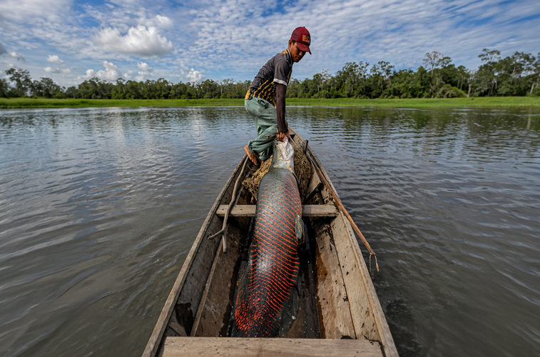 Traditional Pirarucu fishing in a wooden canoe on the Amazon river