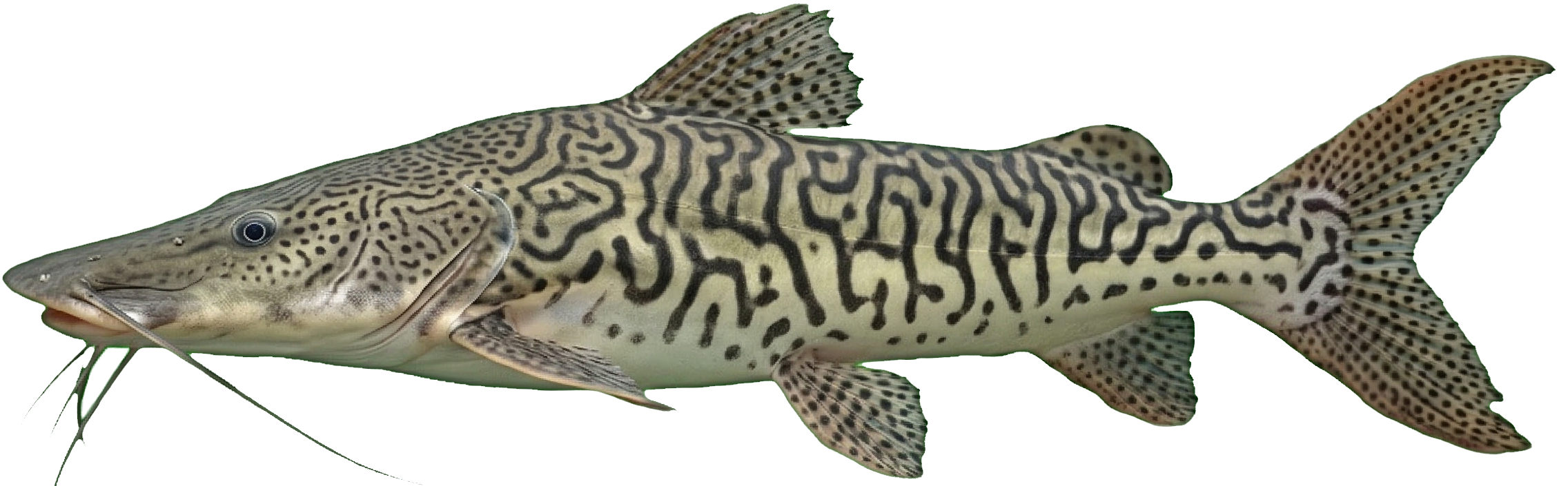 Pseudoplatystoma punctifer — Doncella