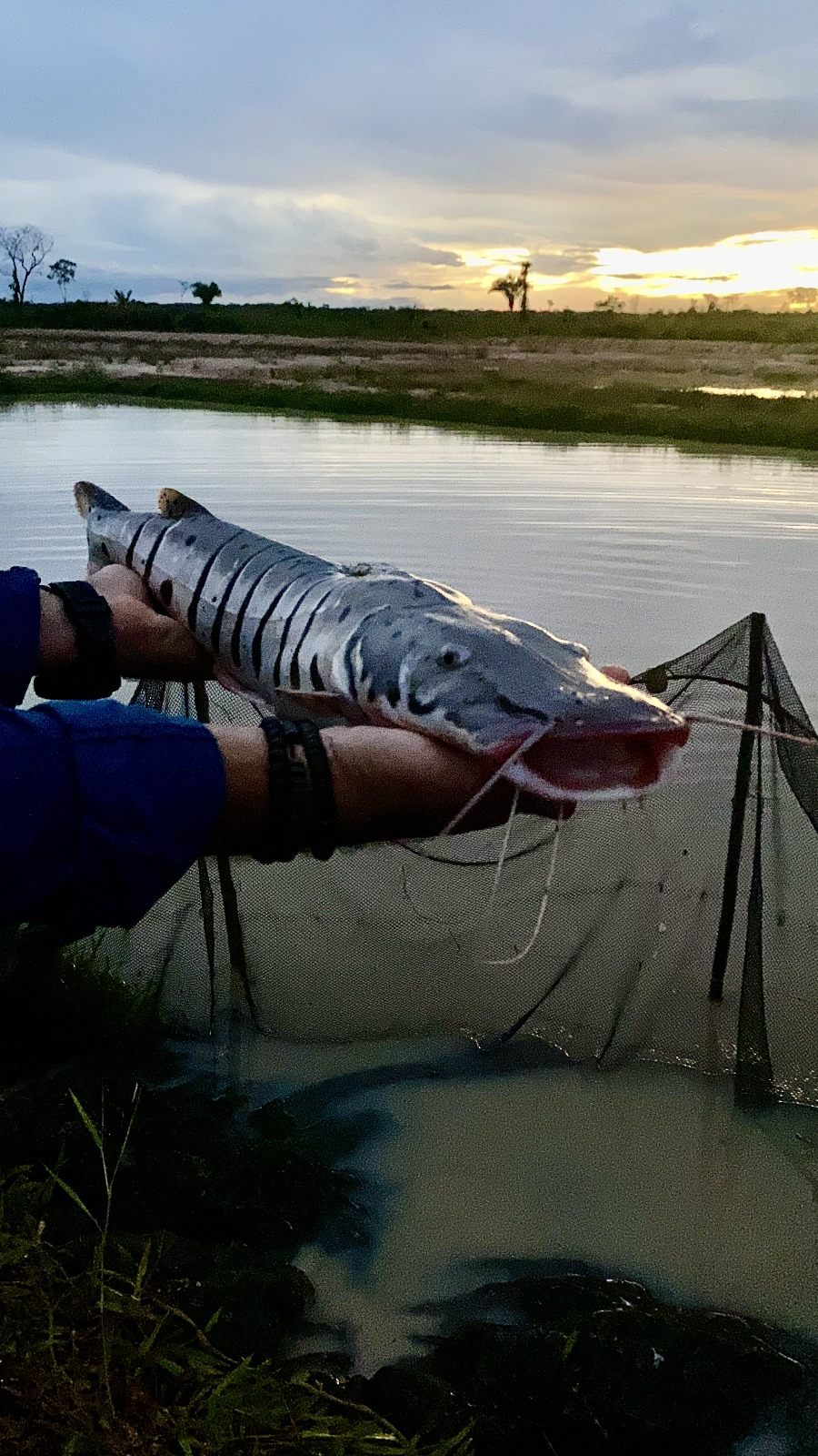 Doncella at the Amazonian Reserve farm, Peru